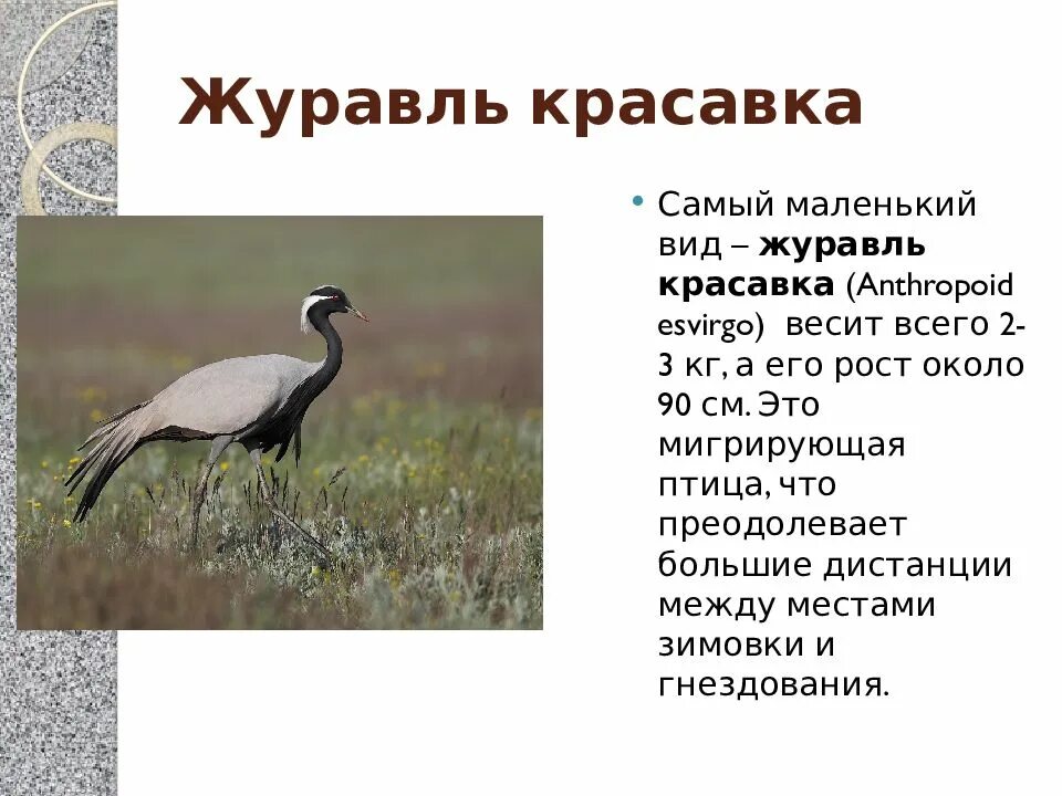 Журавль символ чего в россии. Журавль красавка красная книга. Журавль красавка презентация. Всемирный день журавля. Журавли для презентации.