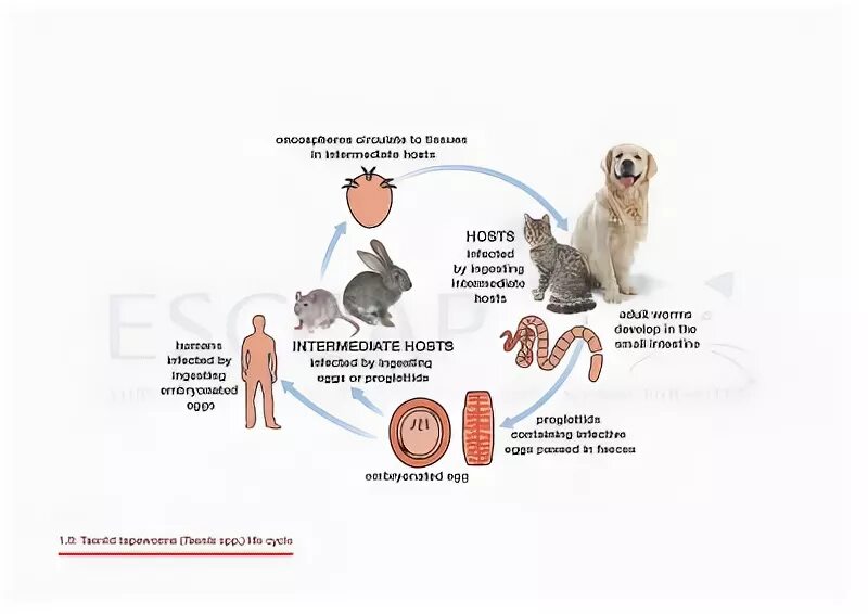 Бычий цепень дегенерация. Жизненный цикл цепня собачьего Dipylidium caninum. Огуречный цепень (Dipylidium caninum). Тыквовидный цепень цикл развития. Тыквовидный цепень жизненный цикл.