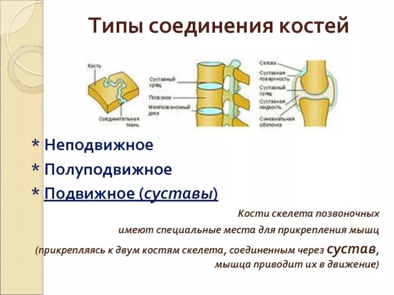 Неподвижные полуподвижные и подвижные соединения костей. Полуподвижные соединения кости. Полуподвижные соединения костей. Полу подаижные соединение крстей