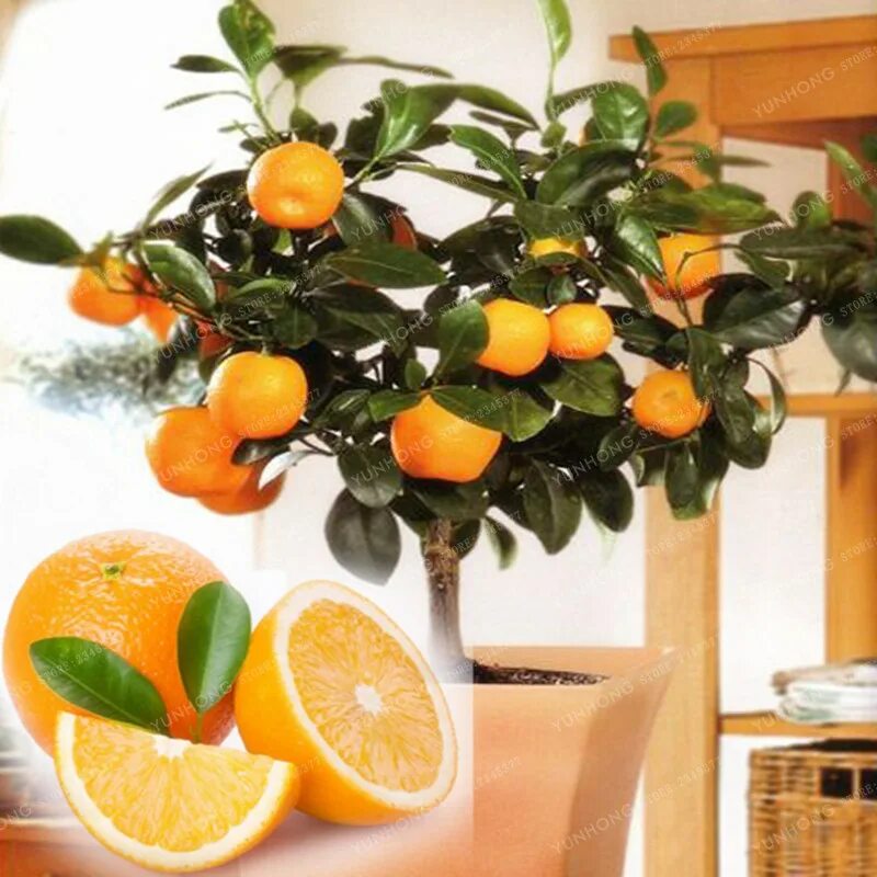 Мандарин померанец комнатный. Комнатный мандарин Танжерин. Комнатное дерево мандарин таджелин. Цитрус (комнатное растение) мандарин (ретикулата). Комнатный лимон мандарин