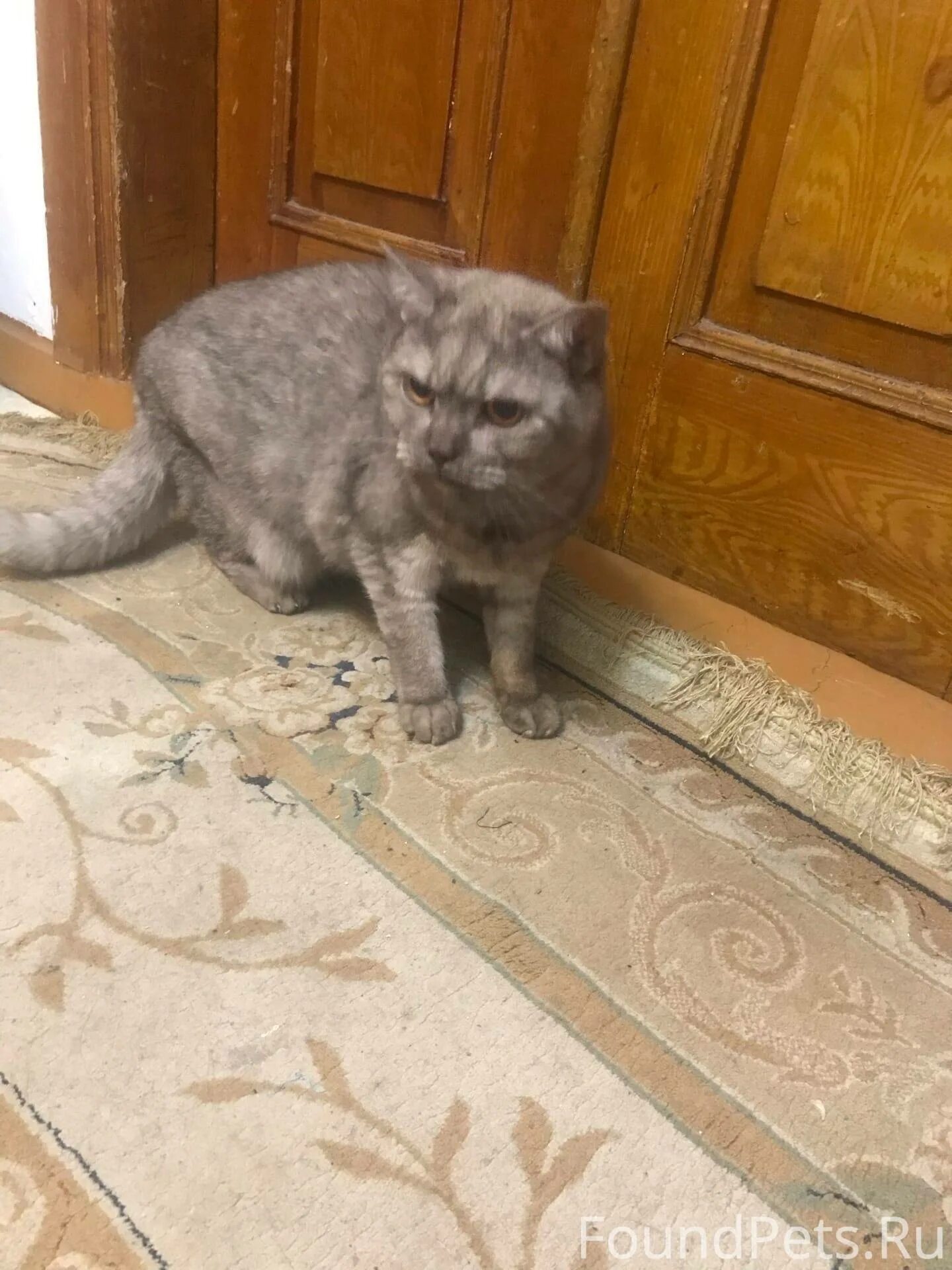 Фарпост кошки. Фарпост владивосток котята в добрые руки. Фарпост кошки. Британские голубые котята. Бакетта.