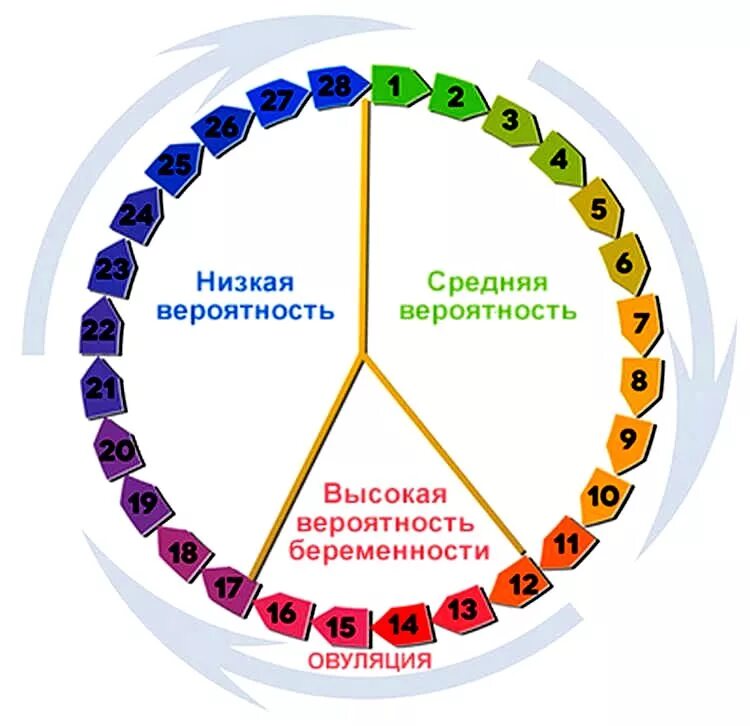 Фазы цикла менструационного цикла. Вероятность забеременеть цикл. Цикл месячных вероятность зачатия. Шансы забеременеть в цикле.