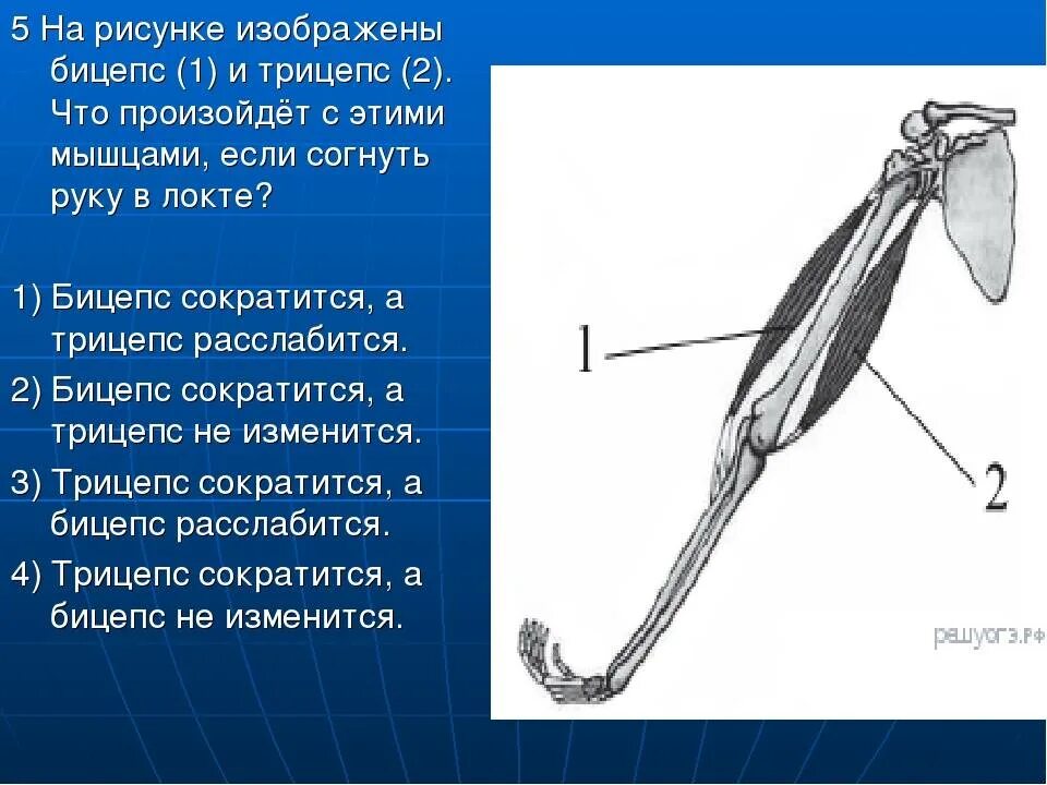 Бицепс и трицепс. На риаунке бицепс и трипцеп. Трицепс бицепс бицепс. Бицепс и трицепс это мышцы.