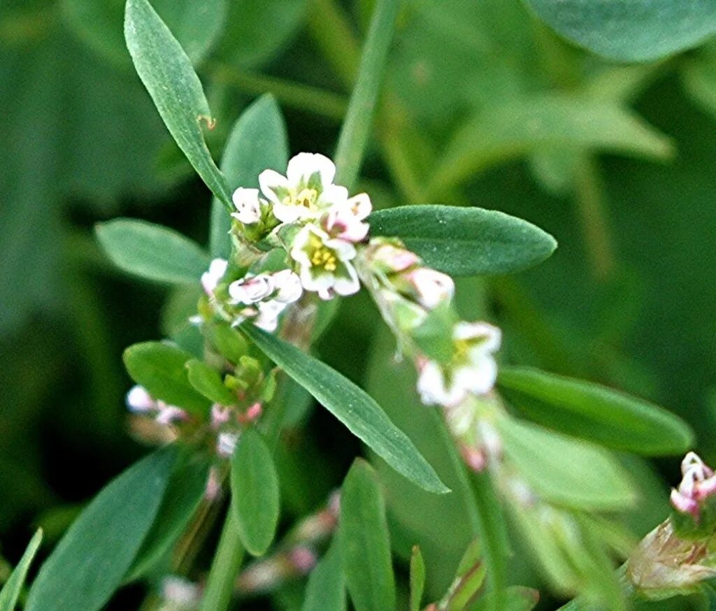 Горец птичий спорыш. Спорыш (Горец птичий) трава. Горец птичий (Polygonum aviculare). Спорыш (Горец) птичий — Polygonum aviculare l..