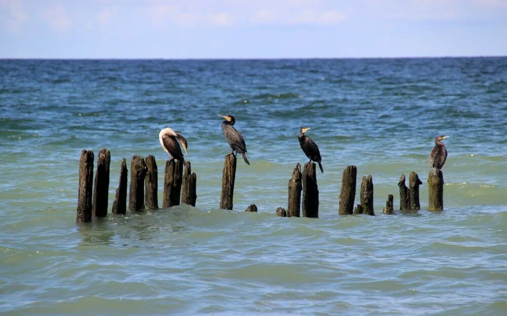 Куршская коса птичий мост. Всемирное наследие россии куршская коса. Национальный парк куршская коса птицы. Почему курскую косу называют птичьим мостом. Почему курскую косу называют птичьим мостом.