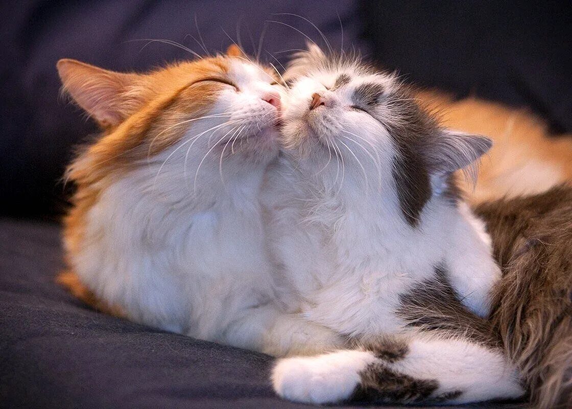 Любовь кошек и котов. Коты обнимаются. Котики обнимашки. Влюбленные кошки. Милые коты.