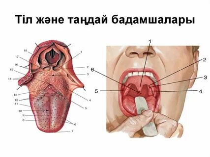 Порно есектер мен бөкселер