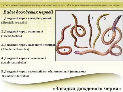 Интересные факты о дождевых червях