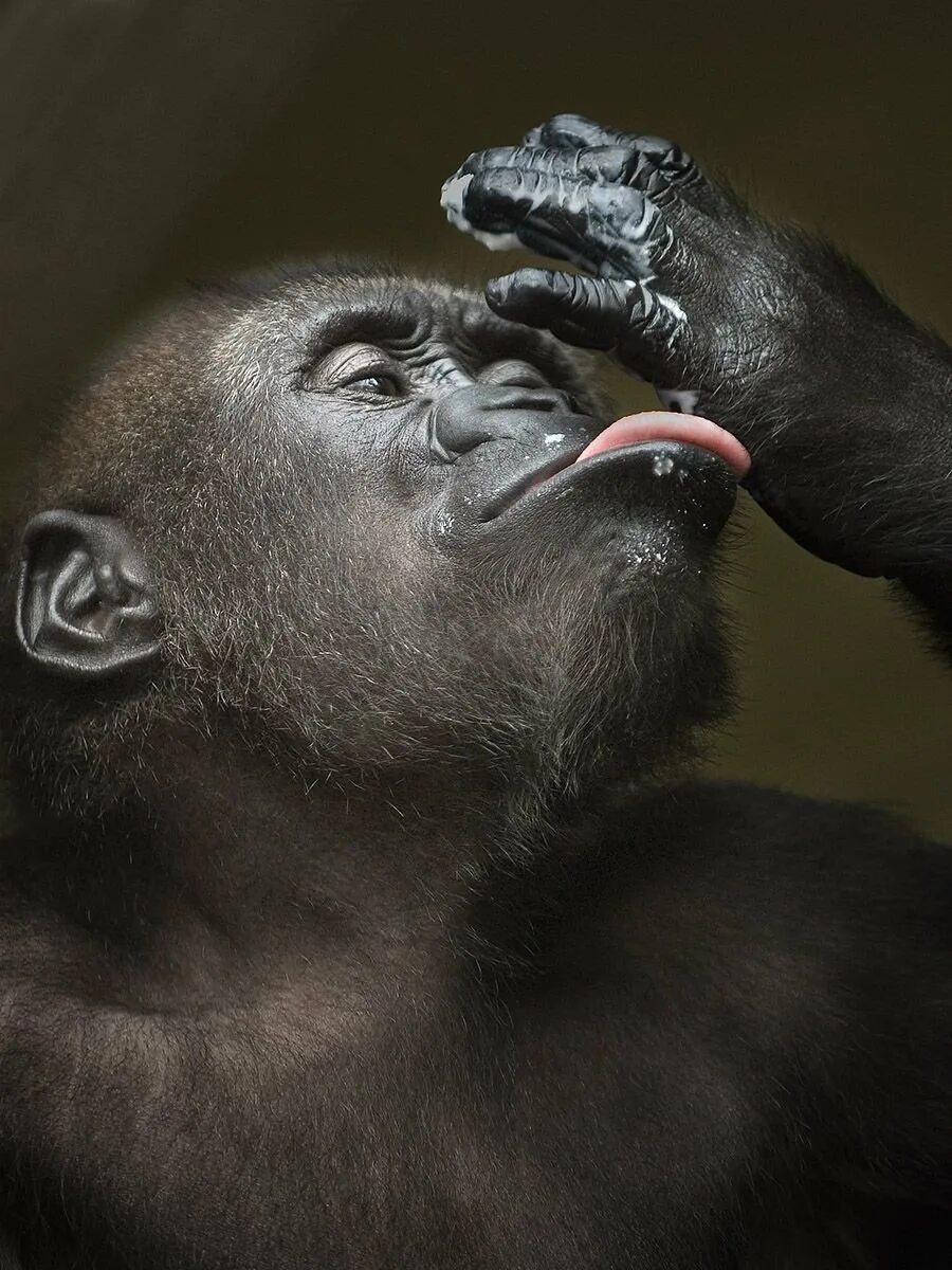Monkey gorilla