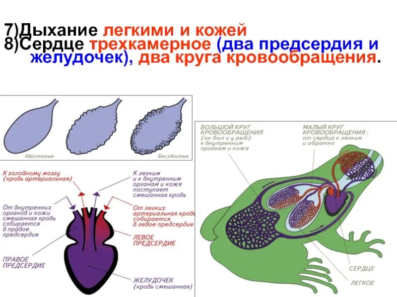 Сердце амфибий трехкамерное. Трёхкамерное сердце и два круга кровообращения имеют. Трехкамерное сердце и 2 круг кровообращения земноводных. Кровеносная система земноводных. У какого животного трехкамерное