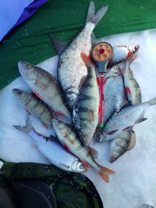 Рыбалка в новосибирске сегодня