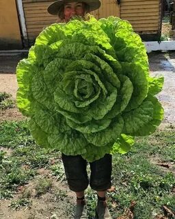 Капуста гигант