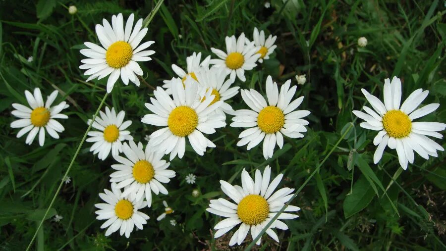 маргаритка дикая ромашка. ромашки фото на рабочий стол. ромашка луговая. астра полевая ромашковая. Anacyclus alboranensis.