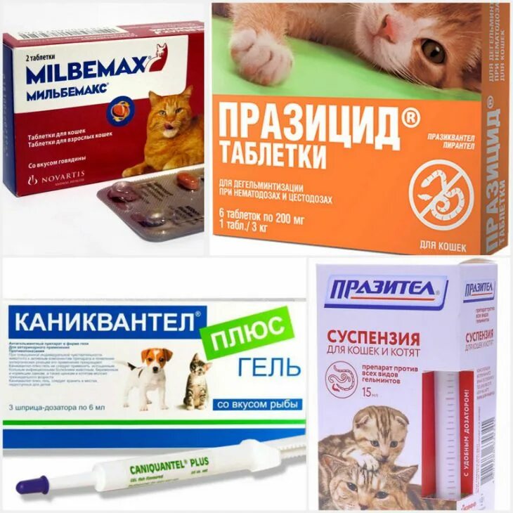 Разновидности паразитов у кошек. Анализ кошке на глисты. Цикл развития кошачьих глистов. Анализ кала птиц. Цестодозы гельминты у кошек.