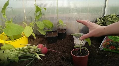 Как сажать огурцы с крапивой