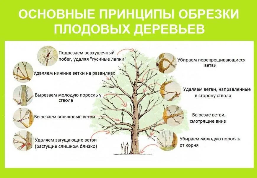 Когда весной можно обрезать плодовые. Схема правильной обрезки плодовых деревьев. Схема обрезания плодовых деревьев. Как правильно обрезать яблоню весной старую схема. Схема весенней обрезки плодовых деревьев.