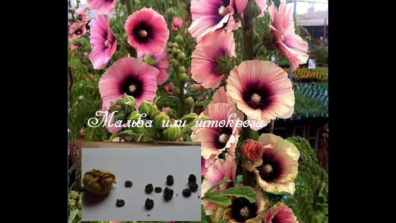 Мальва цветок семена фото File:Malva cathayensis seeds, by Omar  Wikimedia Commons