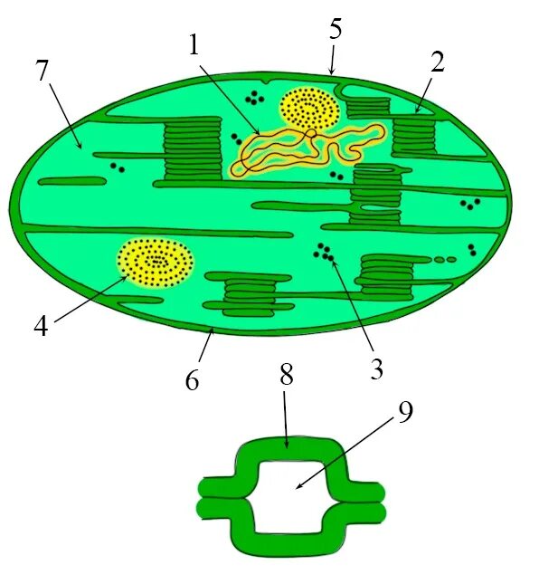 Хлоропласт полуавтономный. Строение хлоропласта ЕГЭ биология. Структура хлоропласта. Строение хлоропласта ЕГЭ. Пластиды ЕГЭ.