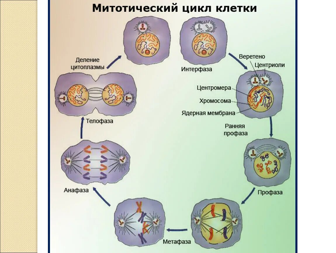 Схема митотического деления клетки. Схема процесса деления клетки. Митоз фазы митоза и процессы. Периоды митотического деления клетки.