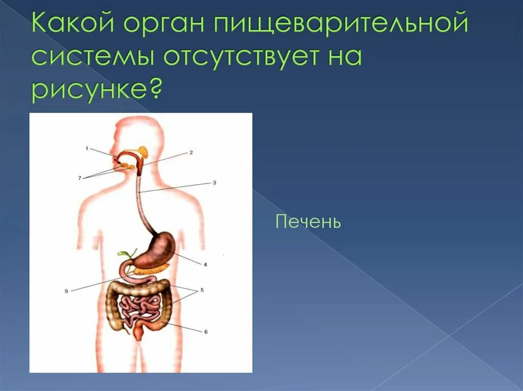 Назови органы пищеварения. Органы пищеварения. Система органов пищеварения. Строение пищеварительной системы человека. Схематическое изображение органов пищеварительной системы.