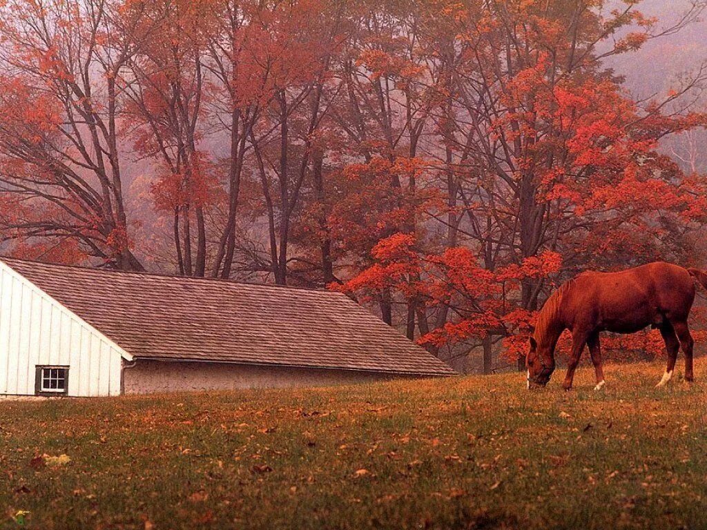 Лошади в деревне. Осень в деревне лошадь. Деревня и лошадь Эстетика. Осень Эстетика деревня.