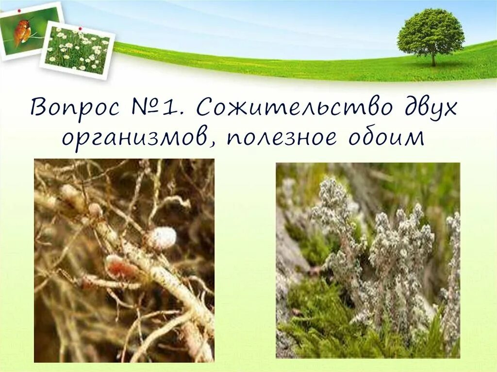 Сожительство двух организмов полезное обоим. Полезное сожительство нескольких организмов. Сожительство живых организмов + -. Организмов в природе в жизни человека.