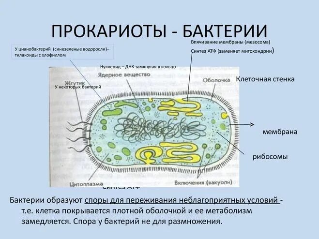 Бактерии строение бактерий примеры бактерий Картинки БАКТЕРИИ БИОЛОГИЯ 11 КЛАСС