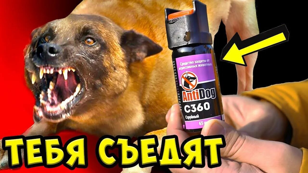 Попали перцовым баллончиком. Баллончик от собак. перцовый баллончик против собак. газ баллончик от собак. защита от собаки газовым баллончиком.