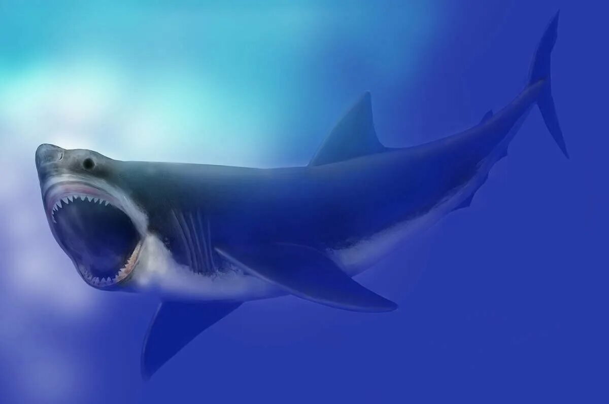 Megalodon shark