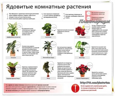 Какие комнатные растения вредны