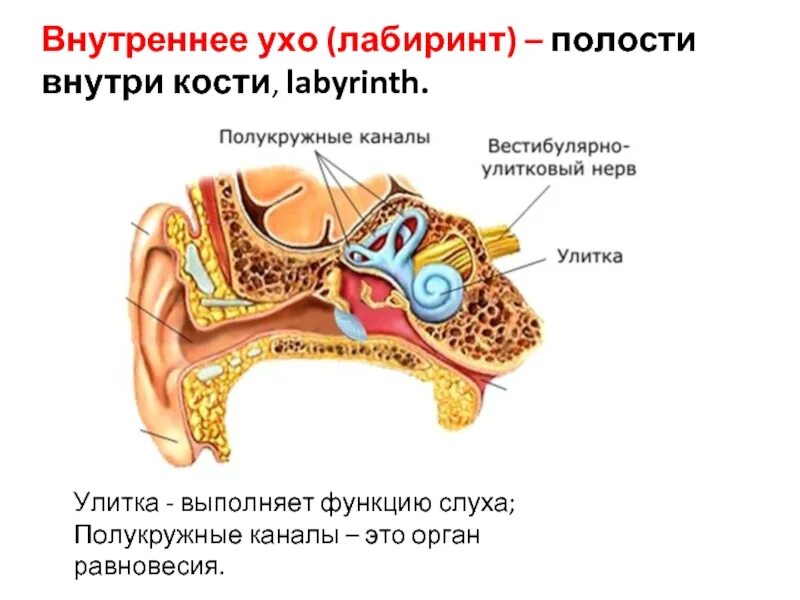 Улитка человека внутреннее ухо. Внутреннее ухо улитка анатомия. Внутреннее ухо костный Лабиринт. Внутреннее ухо Лабиринт и улитка. Полукружный канал орган слуха