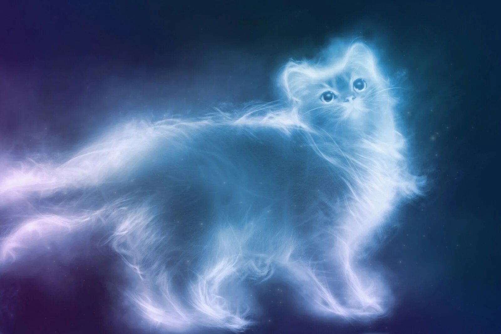 Котэ и синий. Nebelung Cat патронус. Патронус Сибирский кот. Рэгдолл кошка патронус. Патронус тигр.