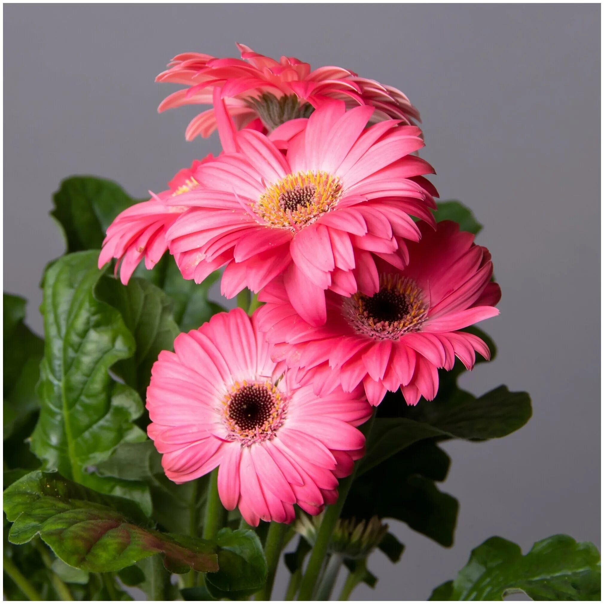 гербера микс d-12. гербера k284. букет 25 гербер микс. 21 гербера букет. букет 15 гербер.