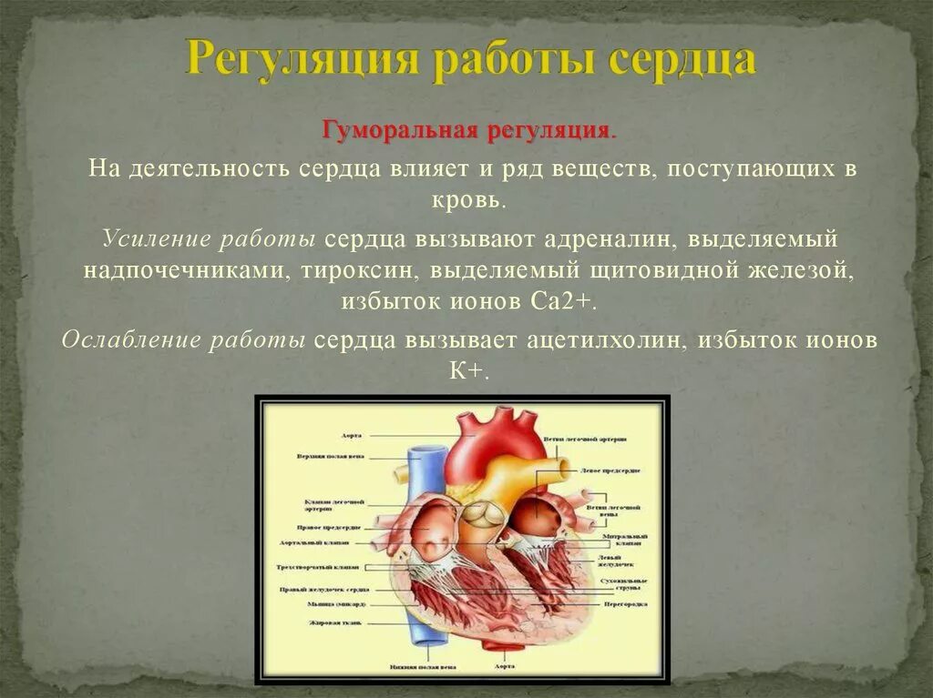 Гуморальная регуляция работы сердца человека. Работа сердца осуществляется. Регуляция работы сердца. Регуляция деятельности сердца анатомия. Структуры регуляции работы сердца.