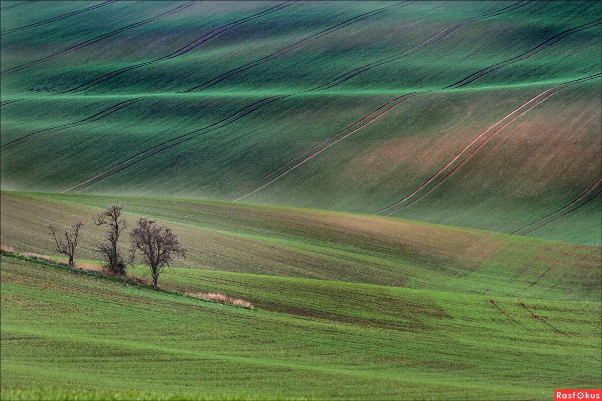 южное поле. луга южного урала. земледелие в северной корее. моравия. рапсовые поля южной кореи.