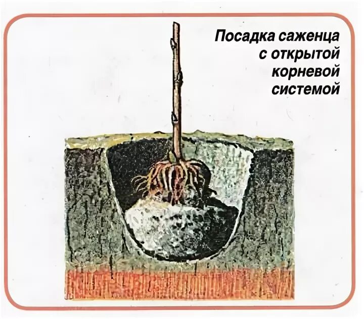 Закрытая корневая система посадка. Посадка саженца с закрытой корневой системой. Посадка сеянцев с закрытой корневой системой. Закрытая корневая система саженцы что это. Саженцы с оголенной корневой системой.