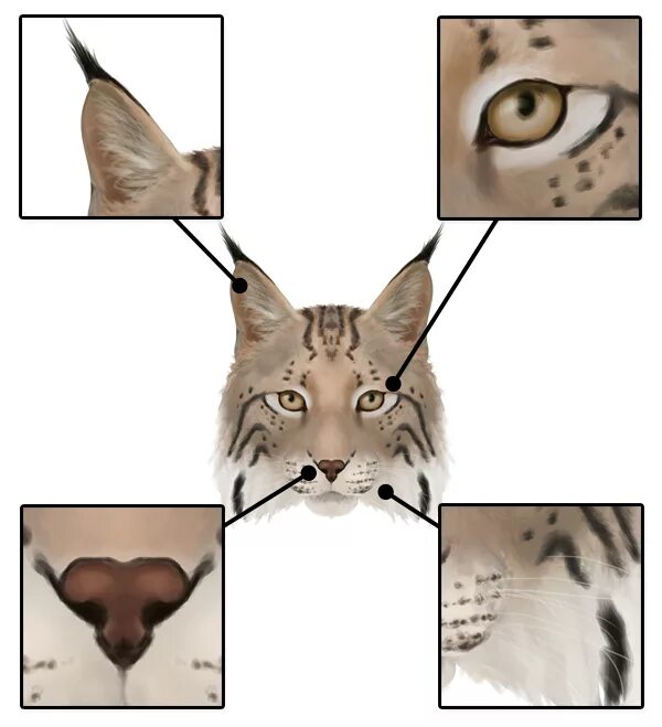 Уши животных. Анатомия кошачьей морды. Референсы кошачьих ушей. Кошачьи уши референс.