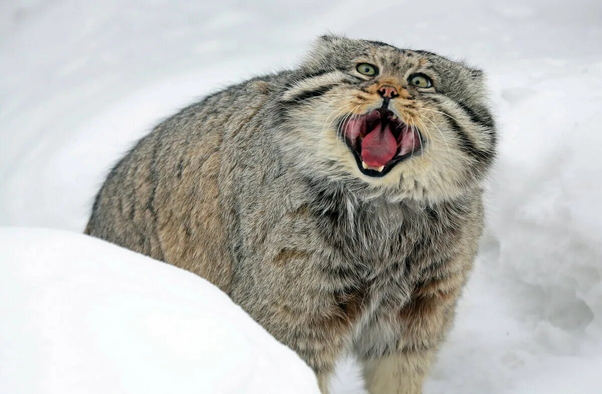 Густота шерсти сибирского манула. Степной кот Манул. Сибирский дикий кот Манул. Дикий Лесной кот Манул. Манул (палласов кот).