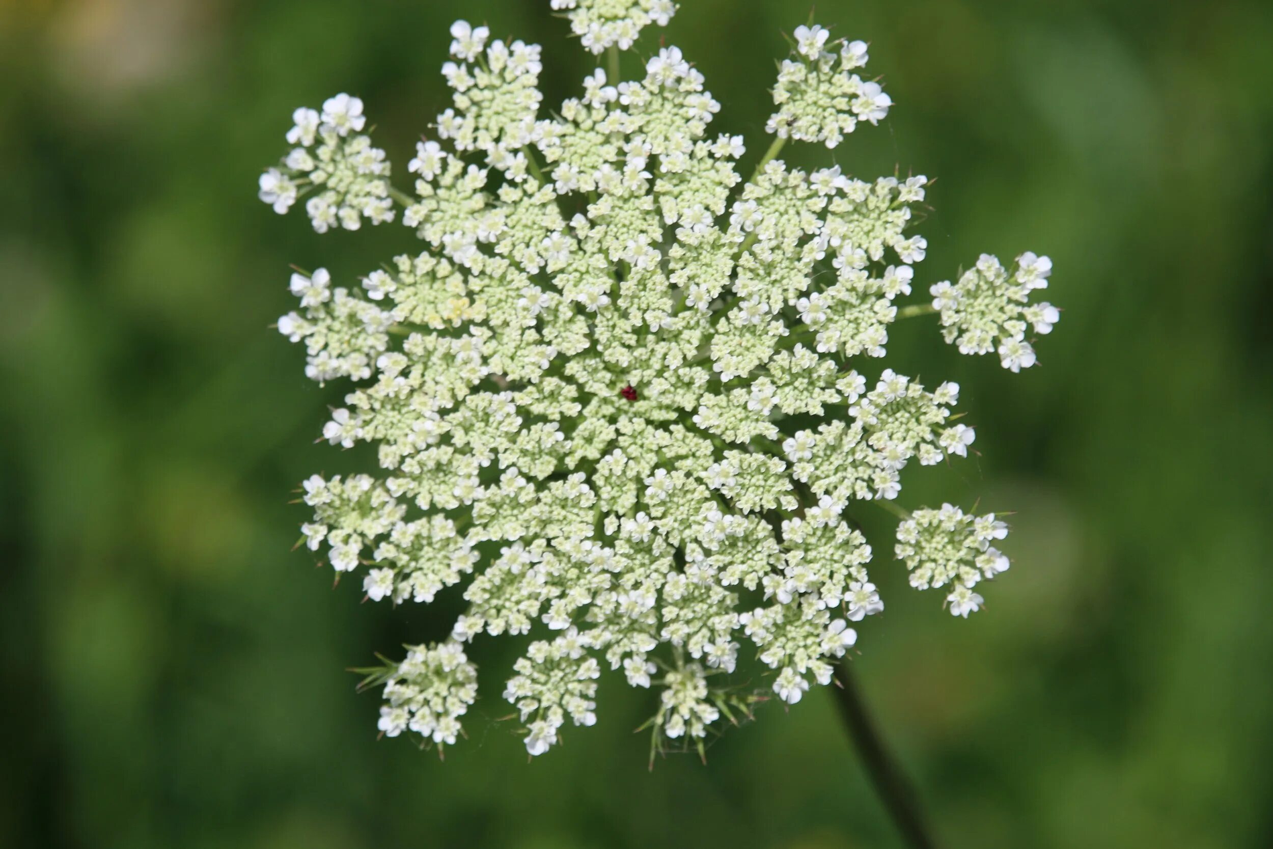 Ядовитый цветок герцогской семьи. Daucus carota ядовитое. Queen Anne's Lace растение. Маленькие белые цветочки ядовитые. Лекарственная трава с белыми цветочками.