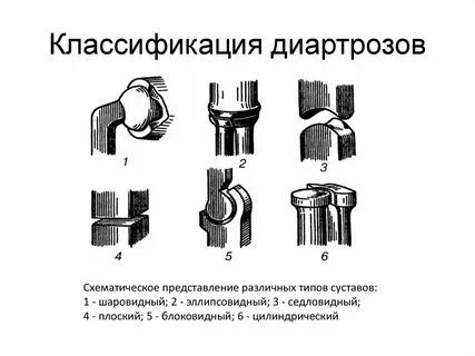 Формы суставов