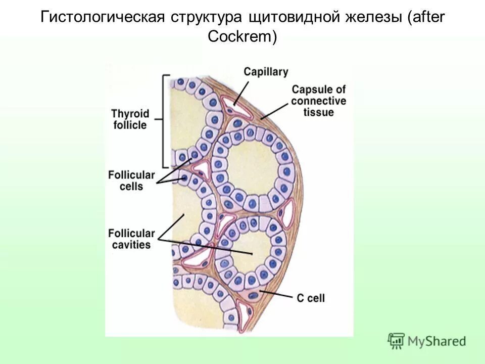 Структурно функциональная единица щитовидной железы. Тироциты щитовидной железы гистология. Тироциты фолликулярные клетки щитовидной железы. Структурная функциональная единица щитовидной железы. Фолликулы щитовидной железы схема.