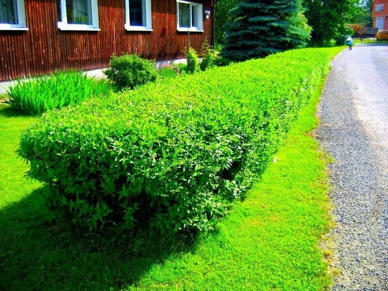 Лещина обыкновенная (corylus avellana). Бирючина живая изгородь. Боярышник кроваво-красный изгородь. Бирючина обыкновенная 'atrovirens'. Кусты обычные.