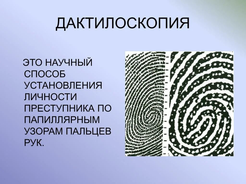 Нужны ли отпечатки. Дактилоскопия папиллярных узоров пальцев рук. Дактилоскопия папиллярные узоры. Дактилоскопия папиллярные линии. Дельта папиллярного узора дактилоскопия.