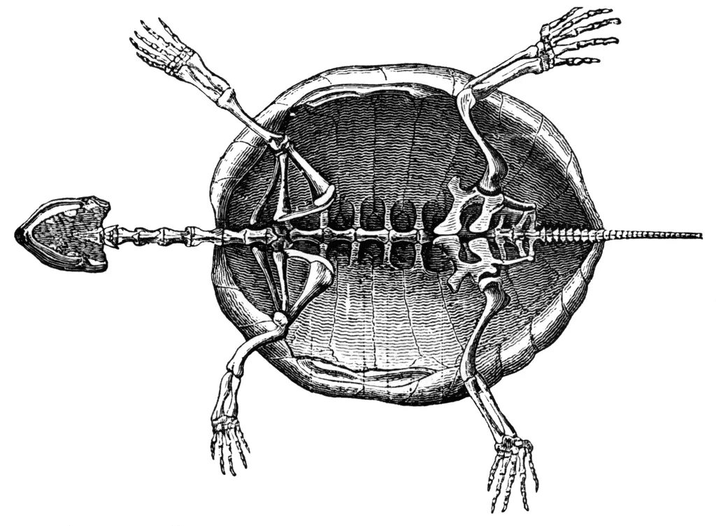 Круг кровообращения черепахи. Скелет черепахи сбоку. Скелет пресноводной черепахи. Задние конечности скелет черепахи. Панцирь черепахи скелет.
