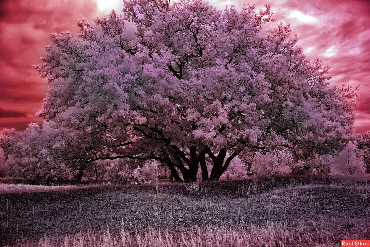 Что такое сакура дерево. Сакура дерево. Розовое дерево. Сакура в поле. Одинокое дерево Сакуры.