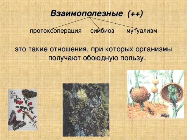 Протокооперация и мутуализм различия