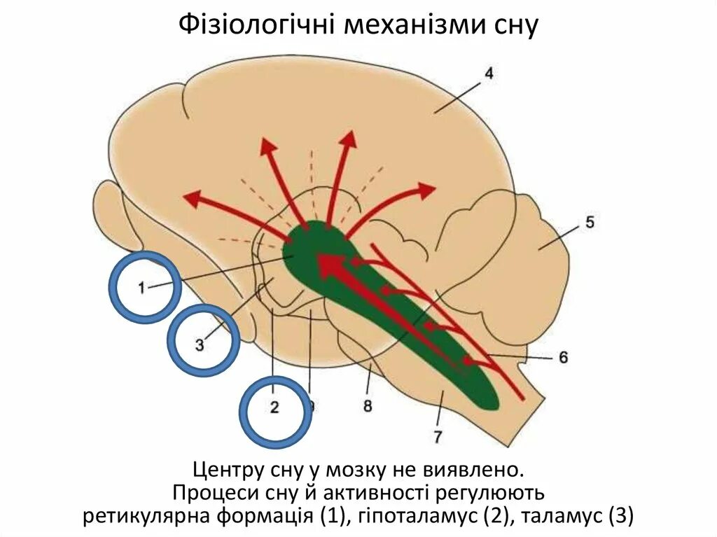 Центр сна в мозге. Центры сна и бодрствования. Центр сна в головном мозге. Где находится центр сна. Центр сна картинка.