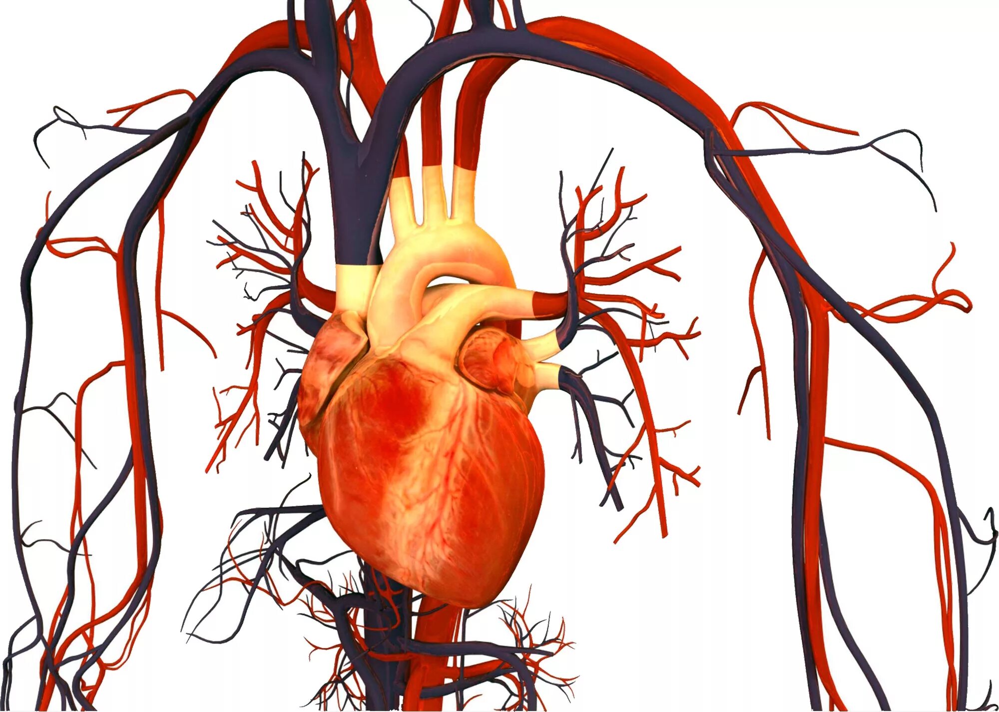 Circulatory system