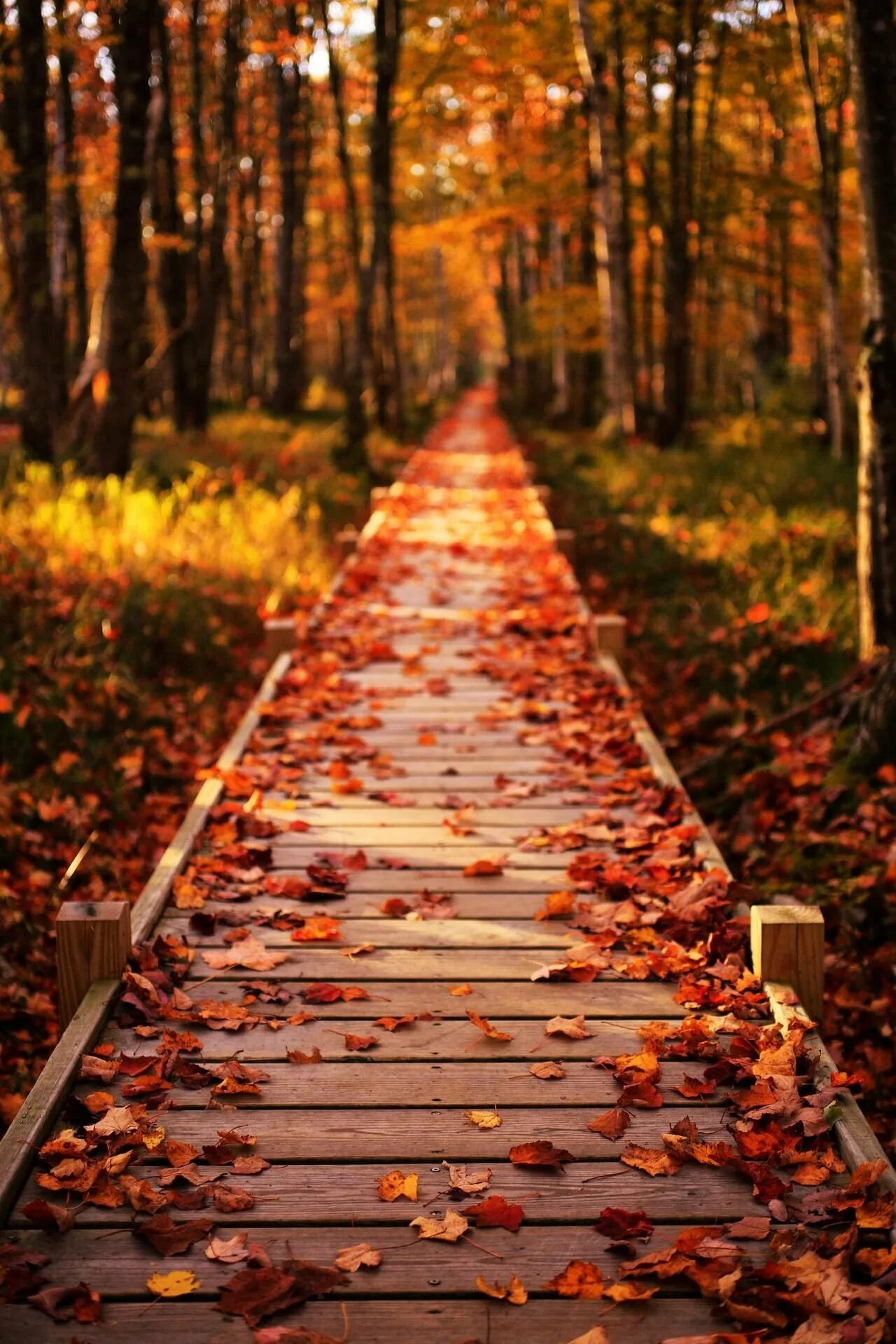 Осень остановись. Осень. Красивая осень. Осеннее Вдохновение. Тёплая осень.