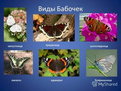 Бабочки названия и фото 1 класс